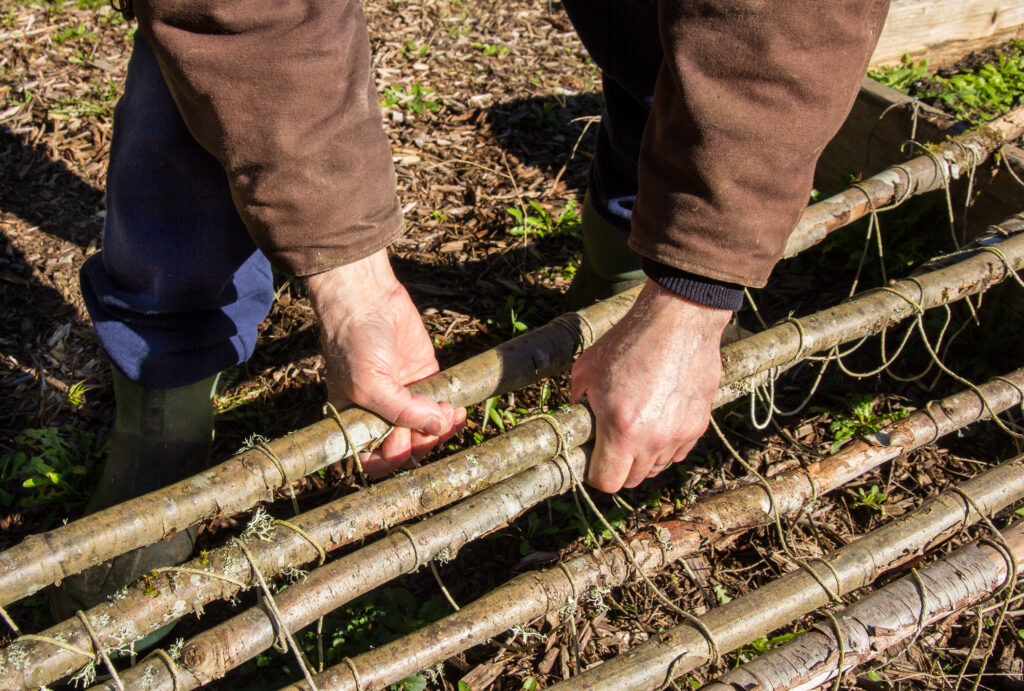 Picture of a gardener building a teepee trellis