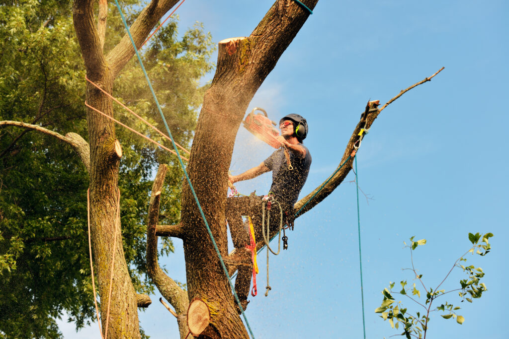 Picture of a tree surgeon felling a tree