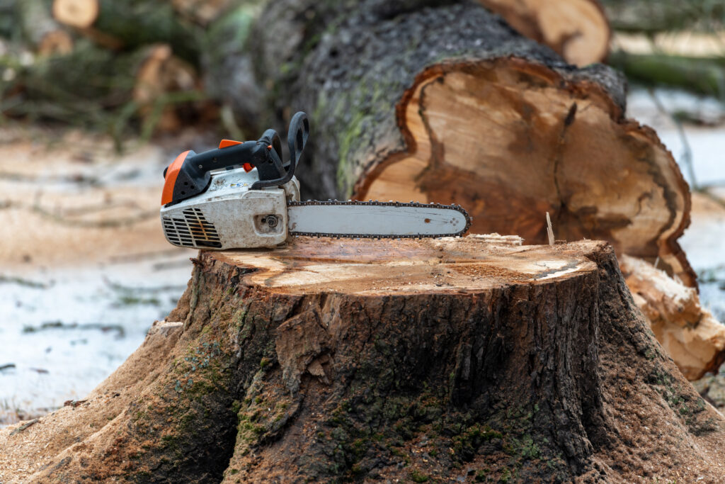 Picture of a felled tree with a chainsaw on top of tree stump