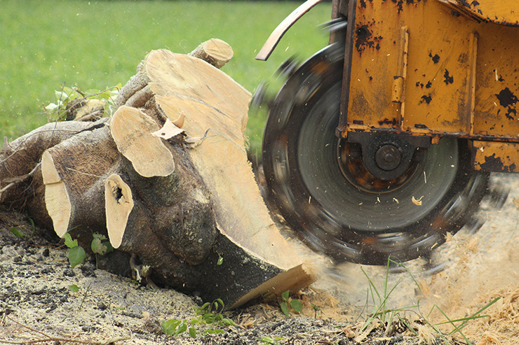 Picture of a tree surgeon using a power tool to cut a piece of wood