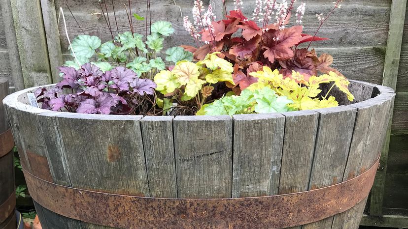 whiskey barrel planter